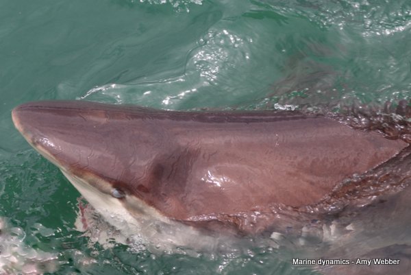 Bronze whaler shark, Gansbaai, South Africa